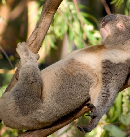 Wildlife Safari's Right Here In Australia